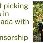 Fruit picking jobs in Canada with visa sponsorship: A fruit picking job in Canada can be a great opportunity for those who want to work in the agriculture industry.