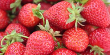 Strawberry Picking jobs in QLD Australia