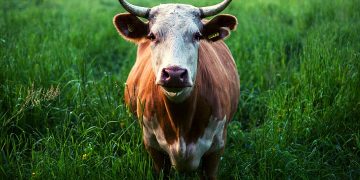 Dairy Farmer Job