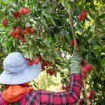 Fruit Picking Jobs in Canada for Foreigners