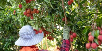 Fruit Picking Jobs in Canada for Foreigners