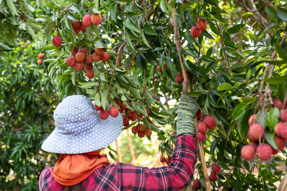 Fruit Picking Jobs in Canada for Foreigners