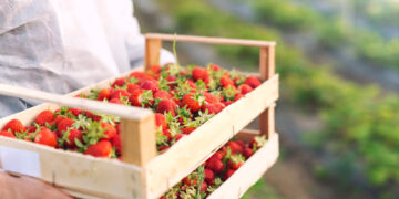 Berry Harvester – Seasonal Job in Oregon, USA
