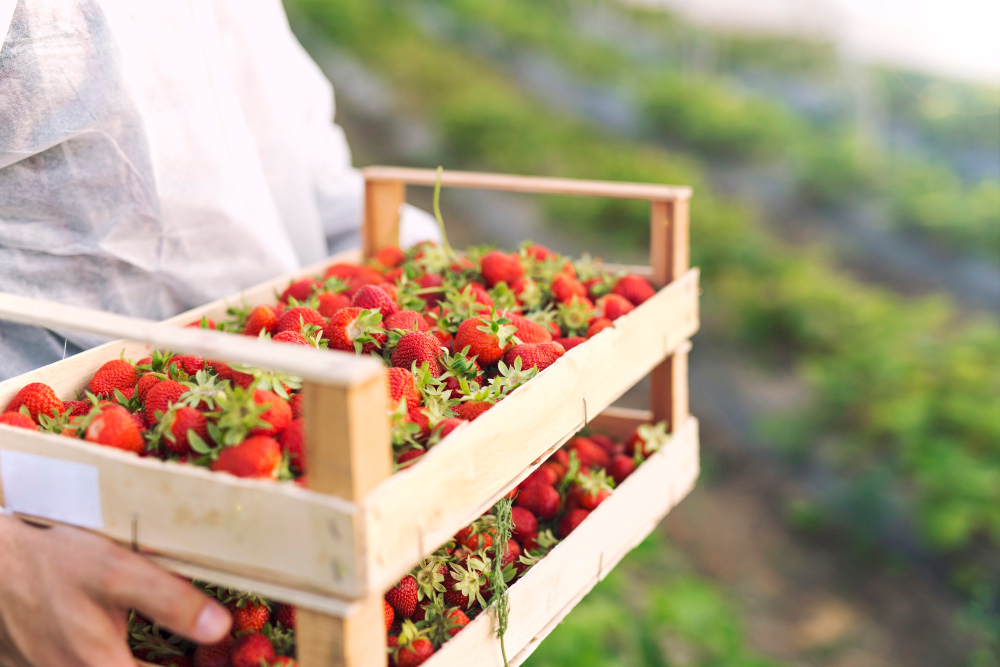 Berry Farm Workers
