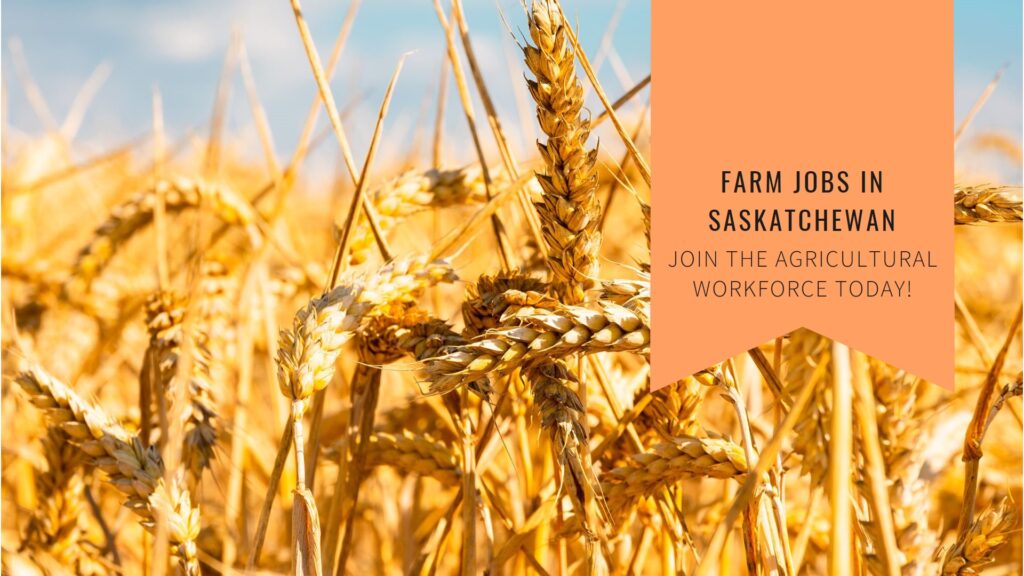Farm Jobs in Saskatchewan Canada For Foreigners with LMIA