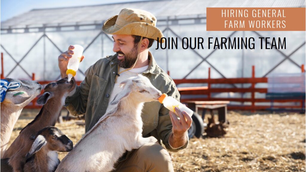General Farm Worker - livestock in Saskatchewan Canada For Foreigners with LMIA
