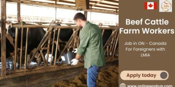 Beef Cattle Farm Workers Required in ON – Canada For Foreigners with LMIA