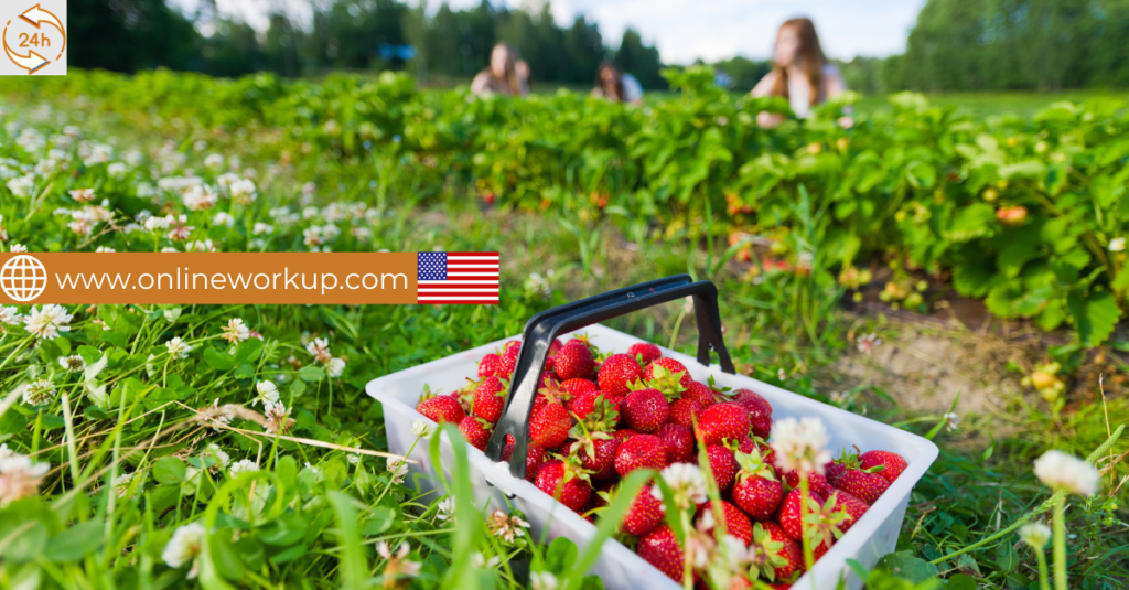 Field Workers – Seasonal Job in California, USA