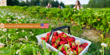 Field Workers – Seasonal Job in California, USA