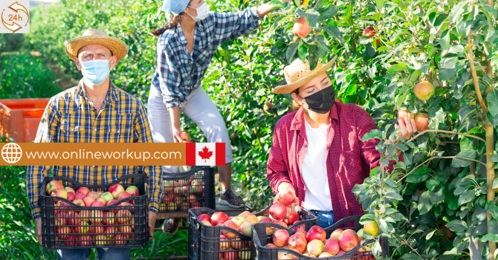 Fruit Farm Workers Wanted in Canada – LMIA Approved for Foreigners
