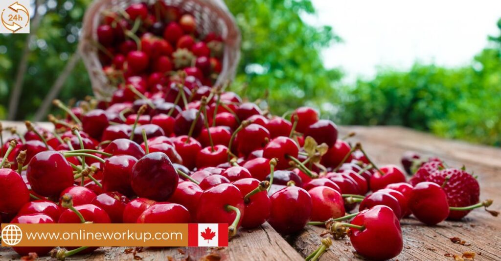 Harvesting Labourer Job in Canada For Foreigners with LMIA