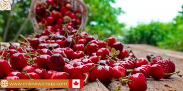 Harvesting Labourer Job in Canada For Foreigners with LMIA